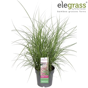 Miscanthus sinensis 'Serengeti' P23