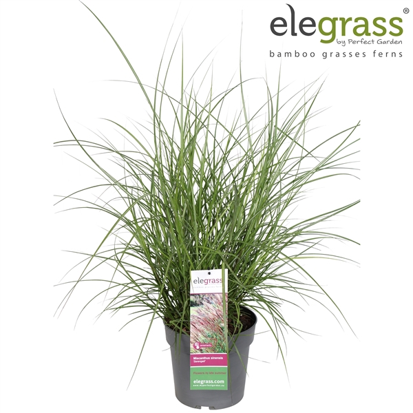 <h4>Miscanthus sinensis 'Serengeti' P23</h4>