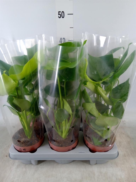 <h4>Monstera ...</h4>