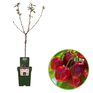 Prunus avium