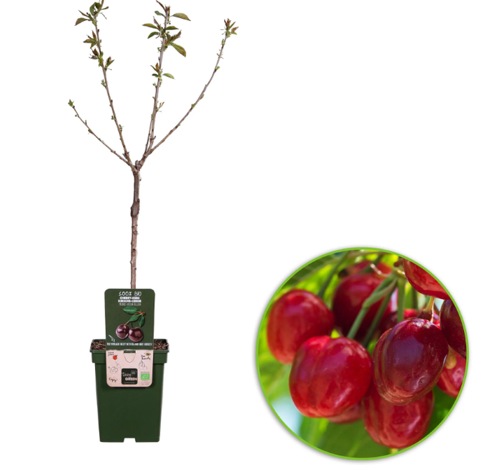 <h4>Prunus avium</h4>