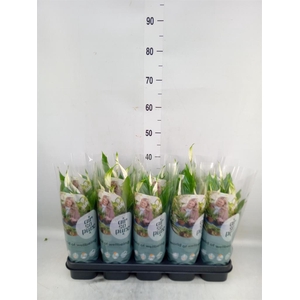 Spathiphyllum  'Bellini'