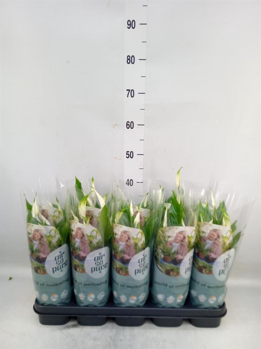 <h4>Spathiphyllum 'Bellini'</h4>