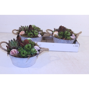ARR SEMPERVIVUM