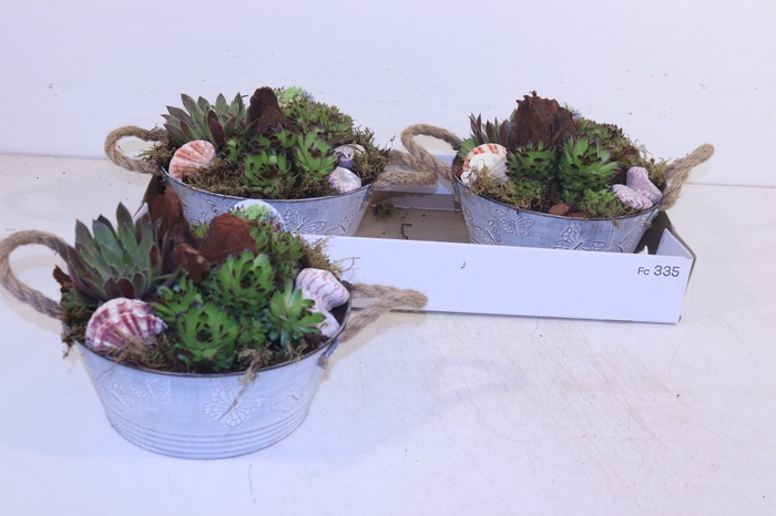 <h4>ARR SEMPERVIVUM</h4>