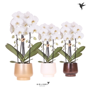 Kolibri Orchids Phalaenopsis Cascade Niagara Fall white 2 spike in Scandic pot gold mix