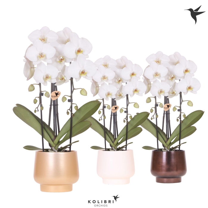 <h4>Kolibri Orchids Phalaenopsis Cascade Niagara Fall white 2 spike in Scandic pot gold mix</h4>