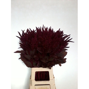 Amaranthus cruen velvet