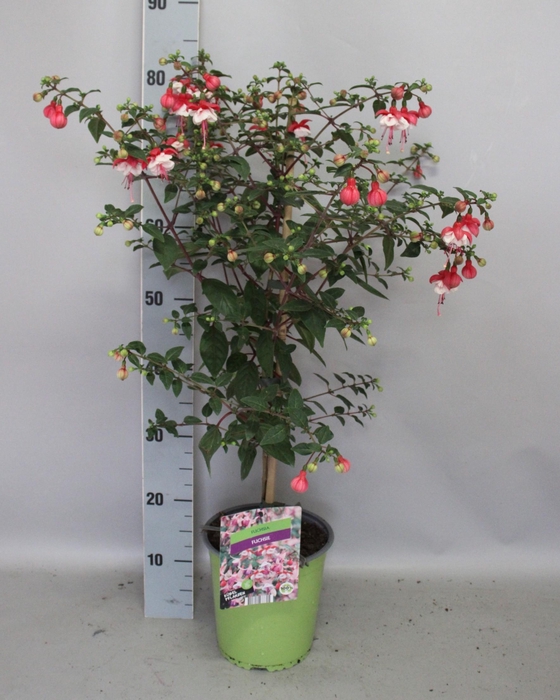 <h4>Stam 19cm Fuchsia Hybriden Britney (rood-wit)</h4>