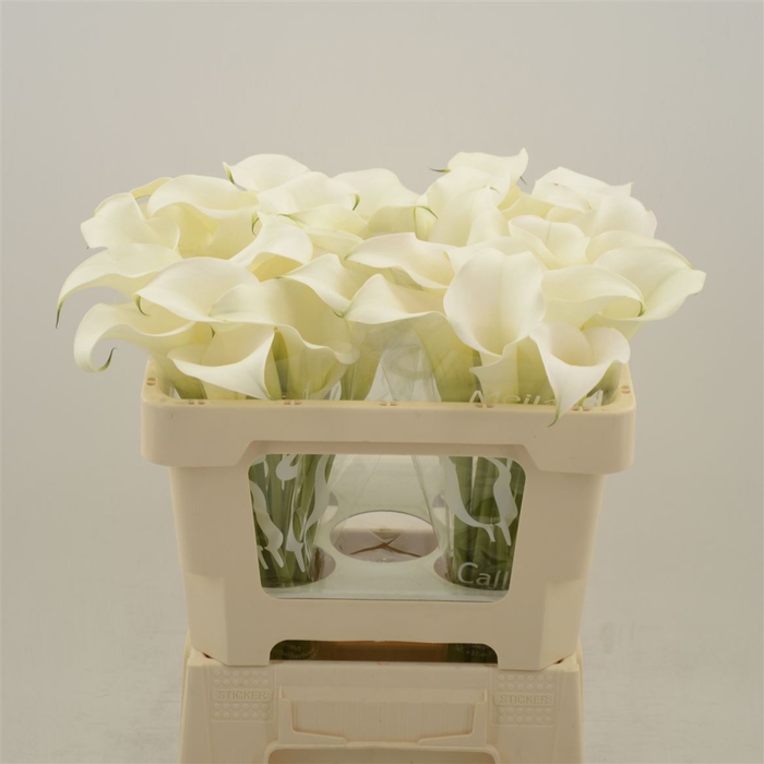 <h4>Calla Ventura | XXL</h4>