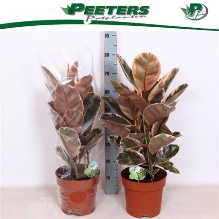 <h4>Fic El Belize</h4>