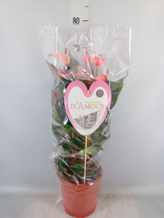 <h4>Anthurium  'Pr. Amalia Hot Lips''</h4>