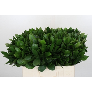 Ruscus Israel