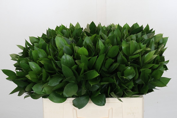<h4>Ruscus Israel</h4>