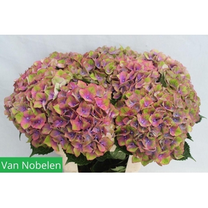 Hydrangea esperance