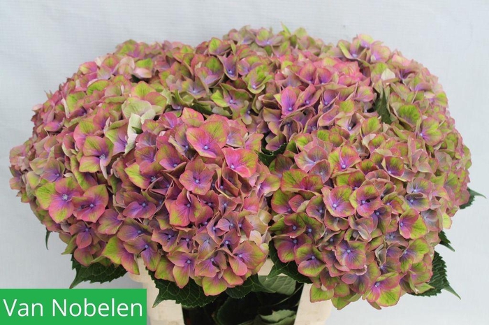 <h4>Hydrangea esperance</h4>