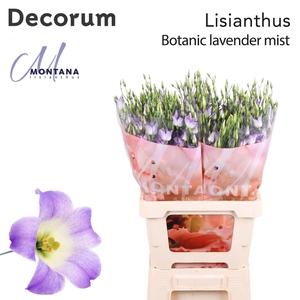 Eustoma russ. EN 'Botanic Lilac Sq'
