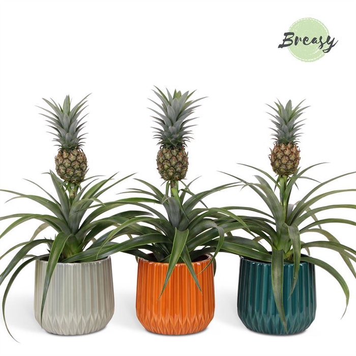<h4>Ananas  'Mi Amigo'</h4>