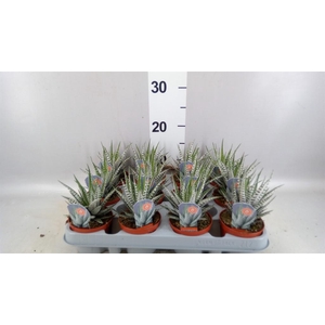 Haworthia fasciata 'Alba'