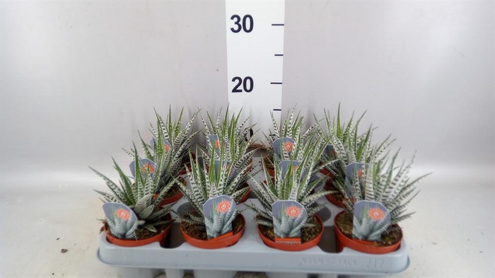 <h4>Haworthia fasciata 'Alba'</h4>