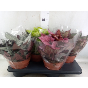 Begonia BD 'Beleaf'   ...mix