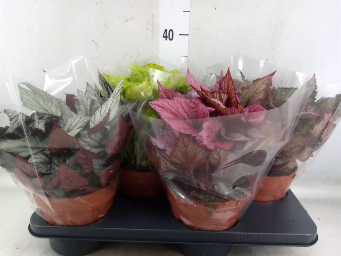 <h4>Begonia BD 'Beleaf'   ...mix</h4>