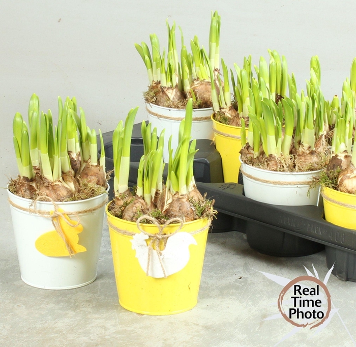 <h4>ARR NARCISSUS</h4>