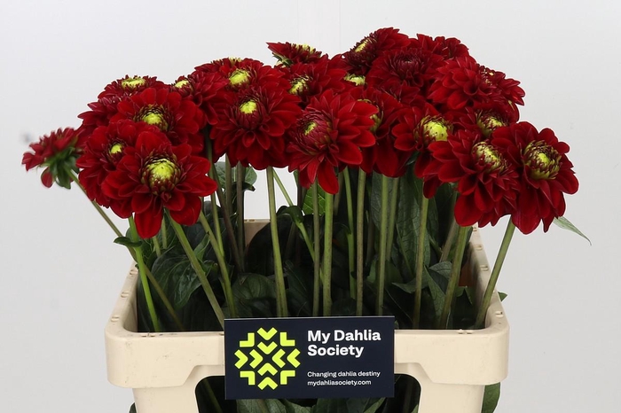 <h4>Dahlia Red Fox</h4>