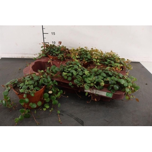 Peperomia 10.5 Cm. P. Pepperspot