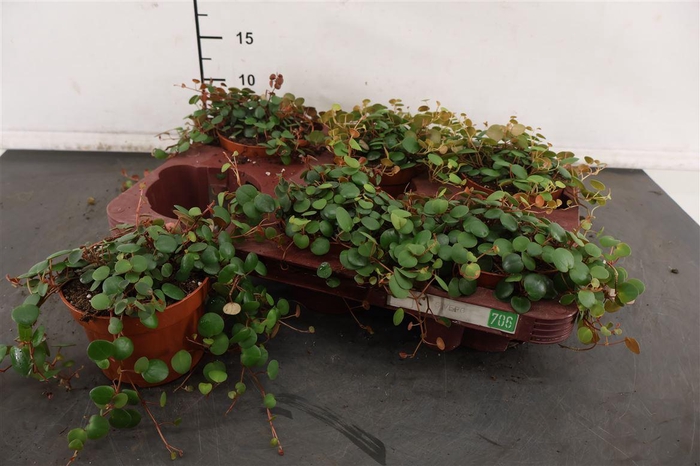 <h4>Peperomia 10.5 Cm. P. Pepperspot</h4>