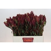 Leucadendron Senorita Spray