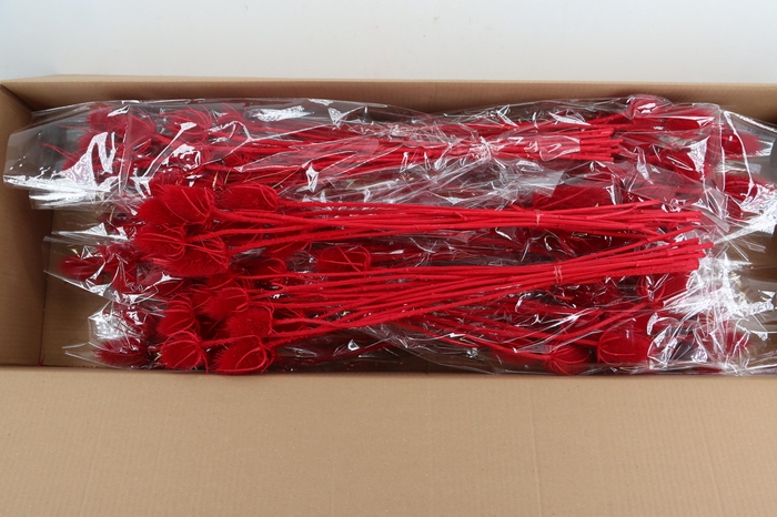 DF Dipsacus Red Bs 130g