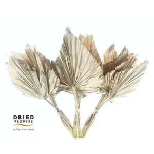 Dried Palm Spear Small Rose Gold