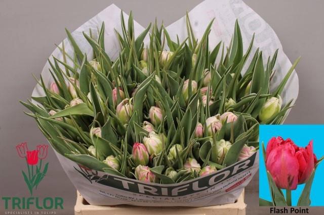 <h4>TU DU FLASH POINT</h4>