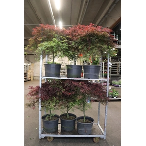Acer Pa Garnet