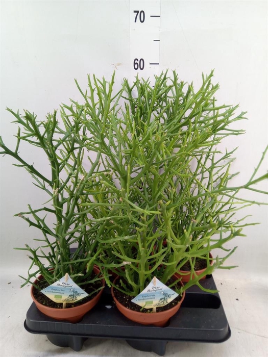 <h4>Euphorbia   ...</h4>