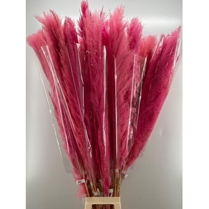 CORTA SELLOAN KLB H%