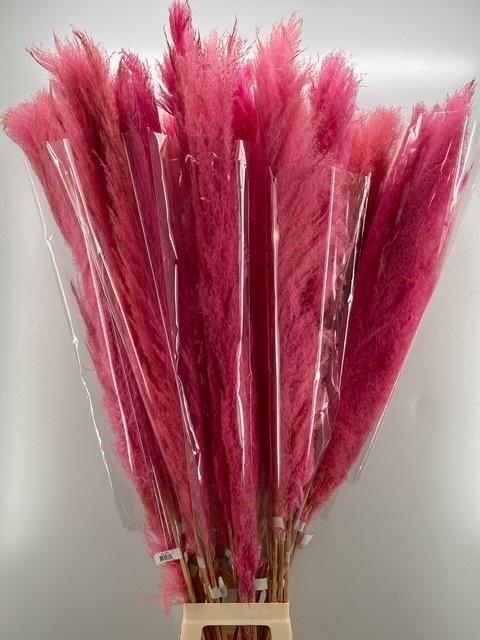 <h4>CORTA SELLOAN KLB H%</h4>