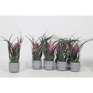 Tillandsia cyanea 'Anita'