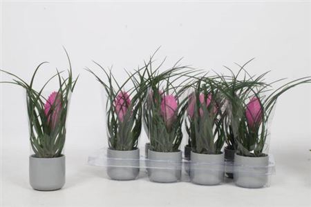 <h4>Tillandsia cyanea 'Anita'</h4>