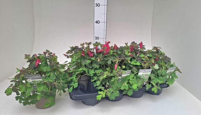 <h4>AQUIL CAERULEA</h4>