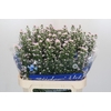 Aster Claudia