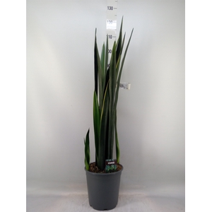 Sansevieria   ...