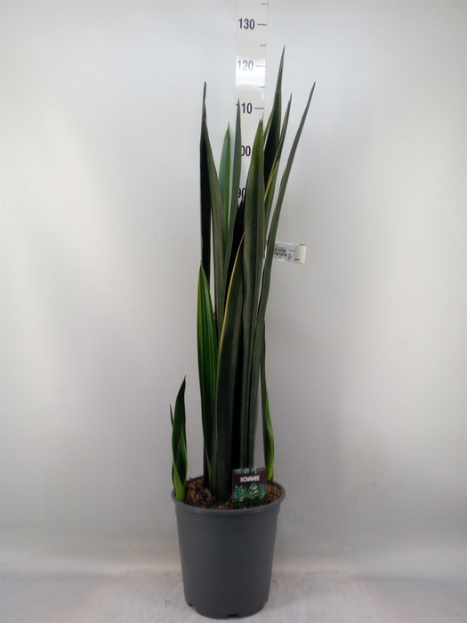 <h4>Sansevieria   ...</h4>