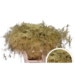 Asparagus Ex Veren Goud x50