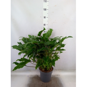 Philodendron  'Xanadu'