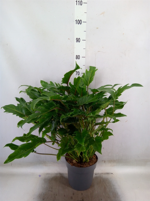 <h4>Philodendron  'Xanadu'</h4>