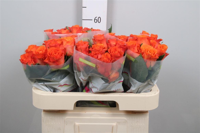 <h4>R Gr Orange Wave</h4>