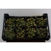 Sierfruit Cupressus Green X8