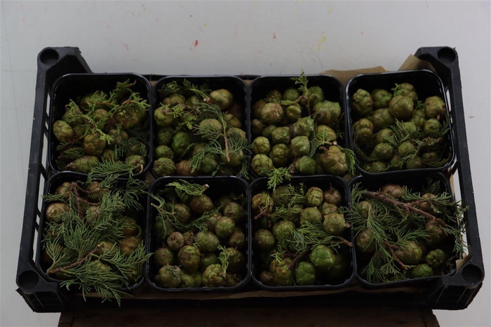 Sierfruit Cupressus Green X8